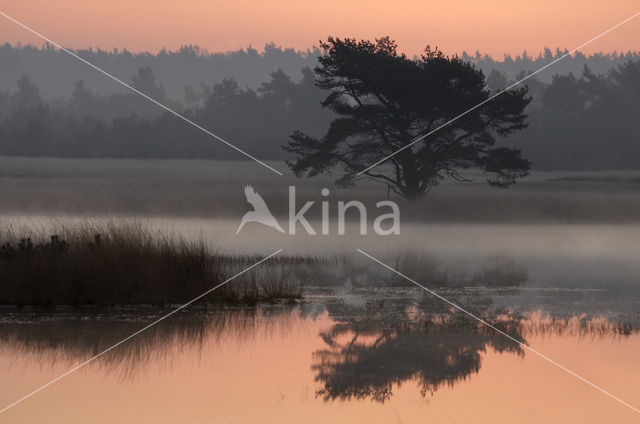 Grove den (Pinus sylvestris)