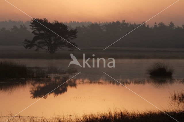 Grove den (Pinus sylvestris)