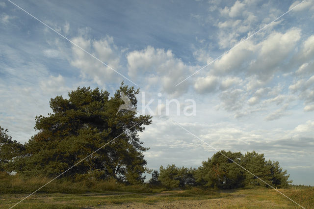 Grove den (Pinus sylvestris)