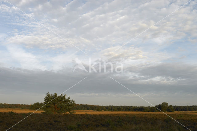 Grove den (Pinus sylvestris)