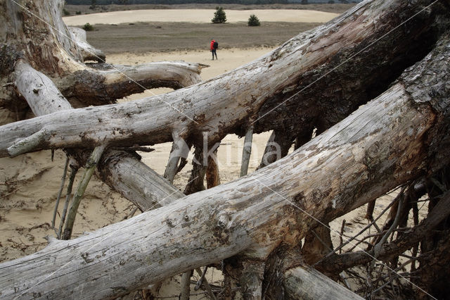 Grove den (Pinus sylvestris)