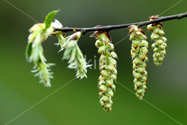 Haagbeuk (Carpinus betulus)