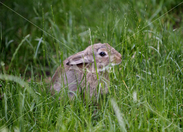 Haas (Lepus europaeus)