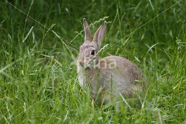 Haas (Lepus europaeus)