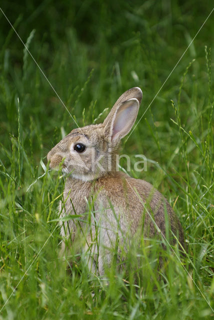 Haas (Lepus europaeus)