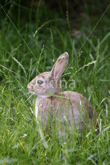 Haas (Lepus europaeus)