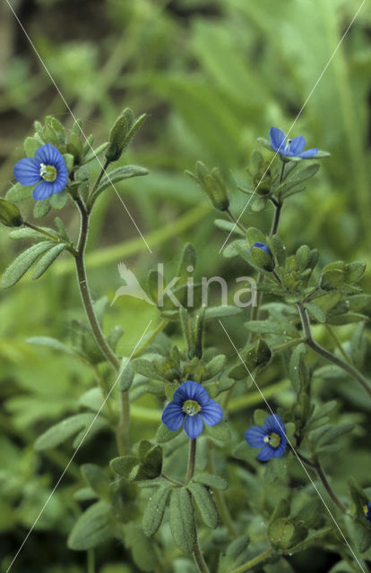 Handjesereprijs (Veronica triphyllos)