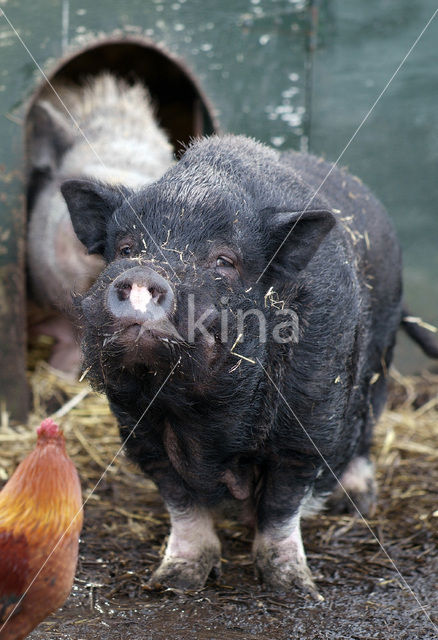 Hangbuikzwijn (Sus domesticus)