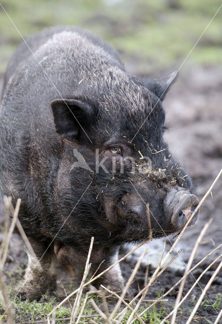 Hangbuikzwijn (Sus domesticus)