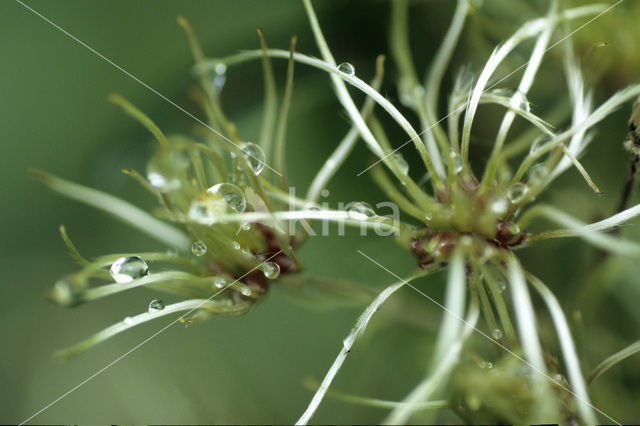 Heggerank (Bryonia dioica)