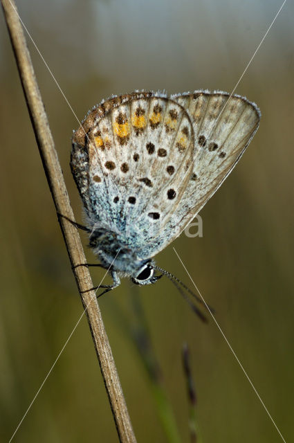 Heideblauwtje (Plebejus argus)