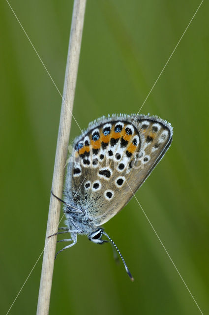 Heideblauwtje (Plebejus argus)