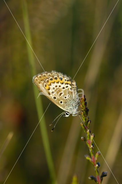 Heideblauwtje (Plebejus argus)