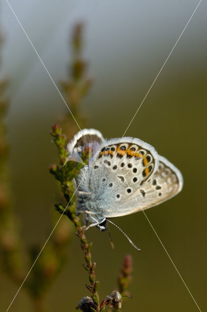 Heideblauwtje (Plebejus argus)