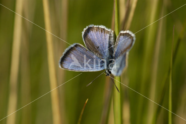 Heideblauwtje (Plebejus argus)