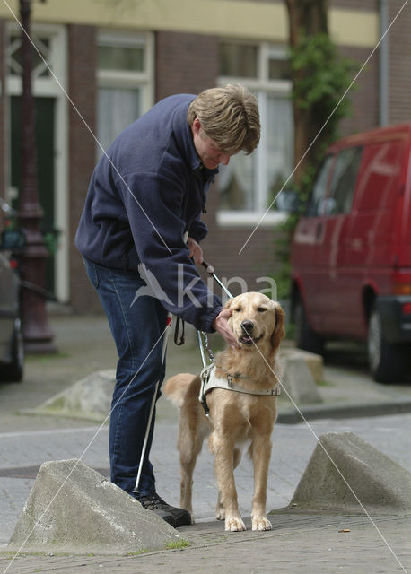 Hond (Canis domesticus)