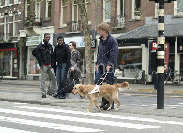 Hond (Canis domesticus)