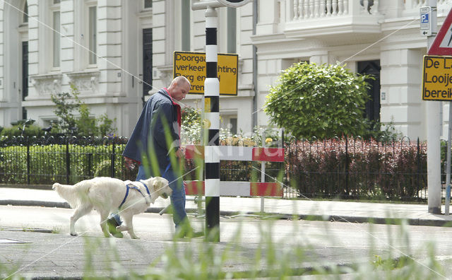 Hond (Canis domesticus)