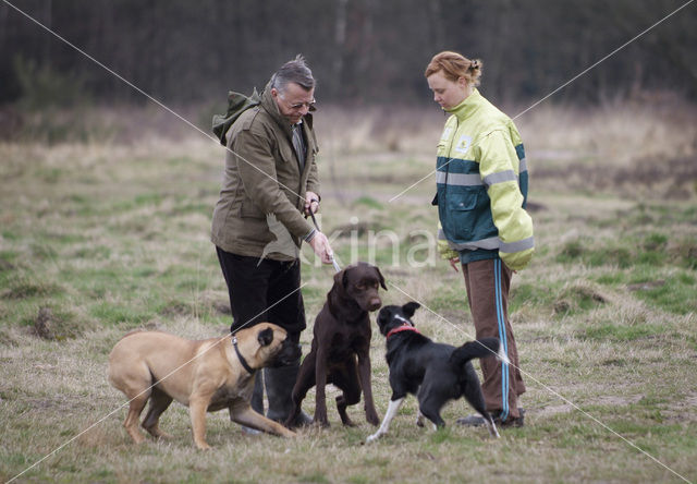 Hond (Canis domesticus)