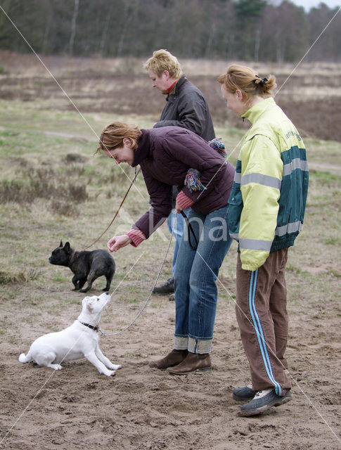 Hond (Canis domesticus)