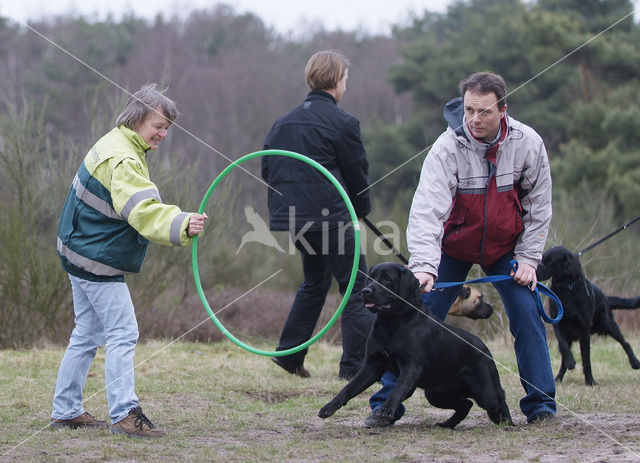 Hond (Canis domesticus)