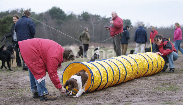 Hond (Canis domesticus)