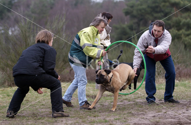 Hond (Canis domesticus)