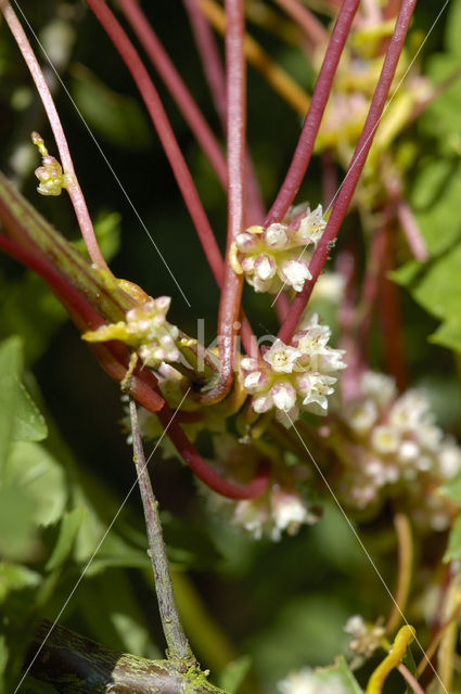 Hopwarkruid (Cuscuta lupuliformis)