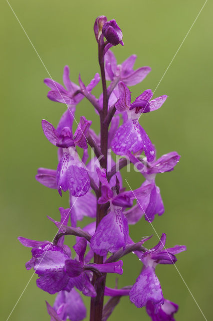 IJle Moerasorchis x Harlekijnorchis