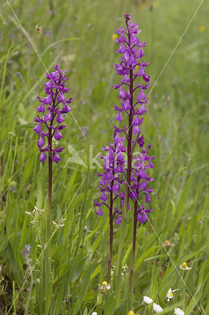 IJle Moerasorchis x Harlekijnorchis