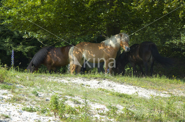 IJsland pony (Equus spp)