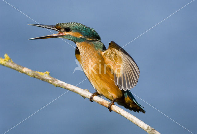 IJsvogel (Alcedo atthis)