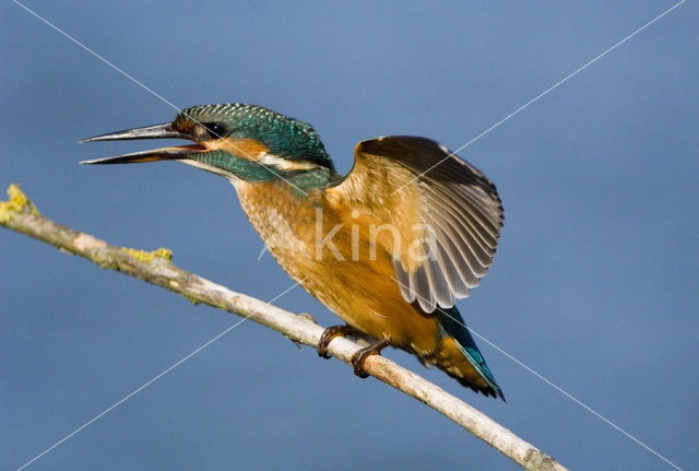 IJsvogel (Alcedo atthis)