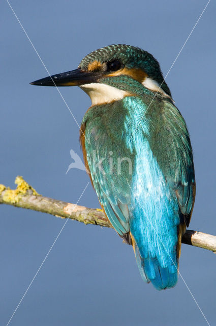 IJsvogel (Alcedo atthis)