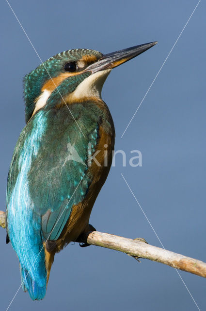 IJsvogel (Alcedo atthis)