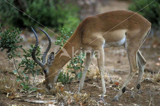 Impala