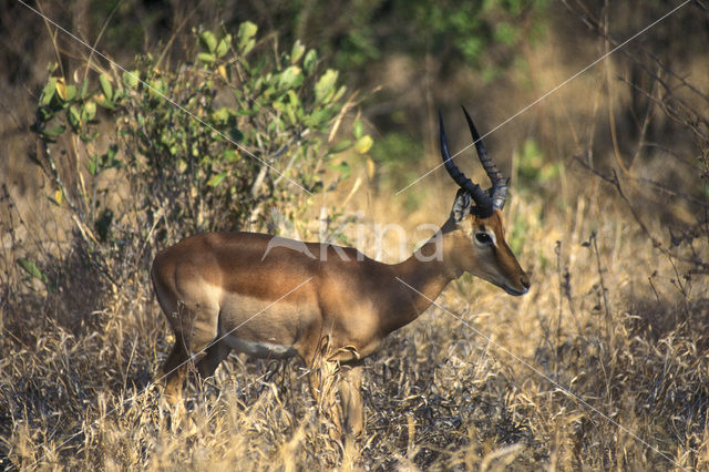 Impala