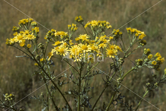 Jacobskruiskruid (Jacobaea vulgaris)