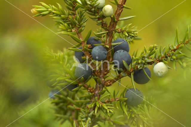 Jeneverbes (Juniperus communis)