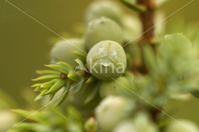 Jeneverbes (Juniperus communis)