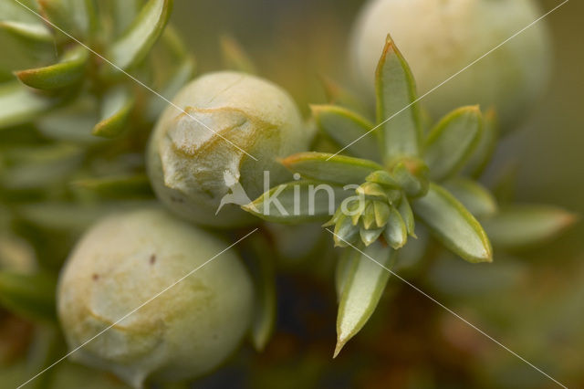 Jeneverbes (Juniperus communis)