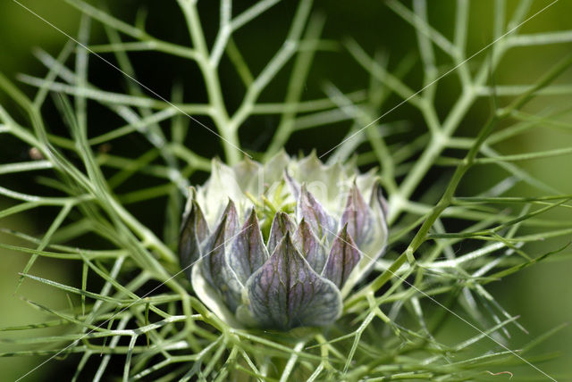 Juffertje-in-’t-groen (Nigella damascena)