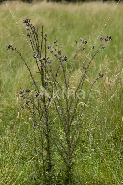 Kale jonker (Cirsium palustre)