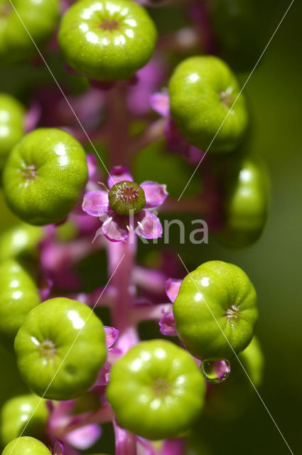 Karmozijnbes (Phytolacca)