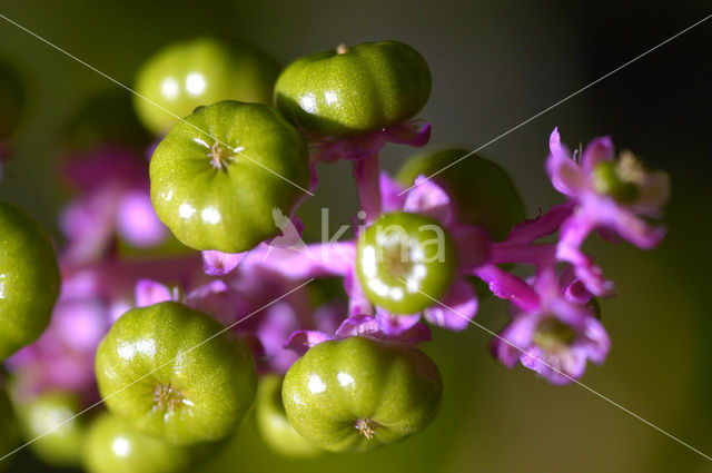 Karmozijnbes (Phytolacca)