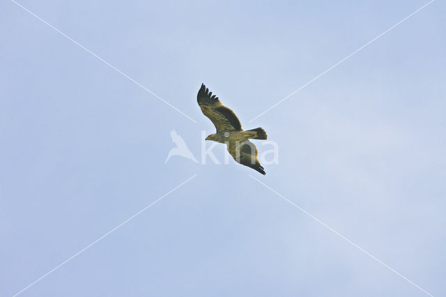 Keizerarend (Aquila heliaca)