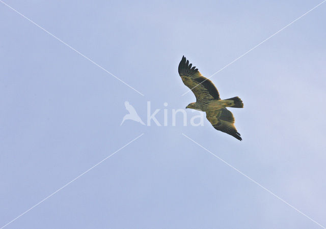 Keizerarend (Aquila heliaca)