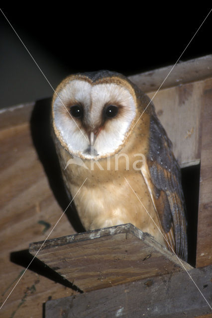 Kerkuil (Tyto alba)