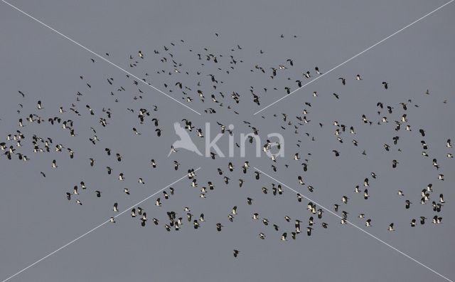 Lapwing (Vanellus vanellus)