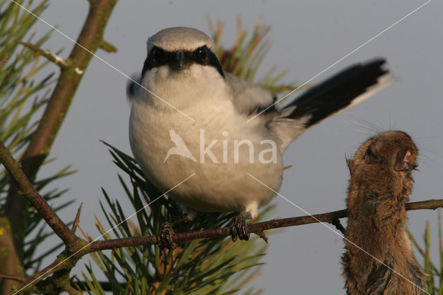 Klapekster (Lanius excubitor)